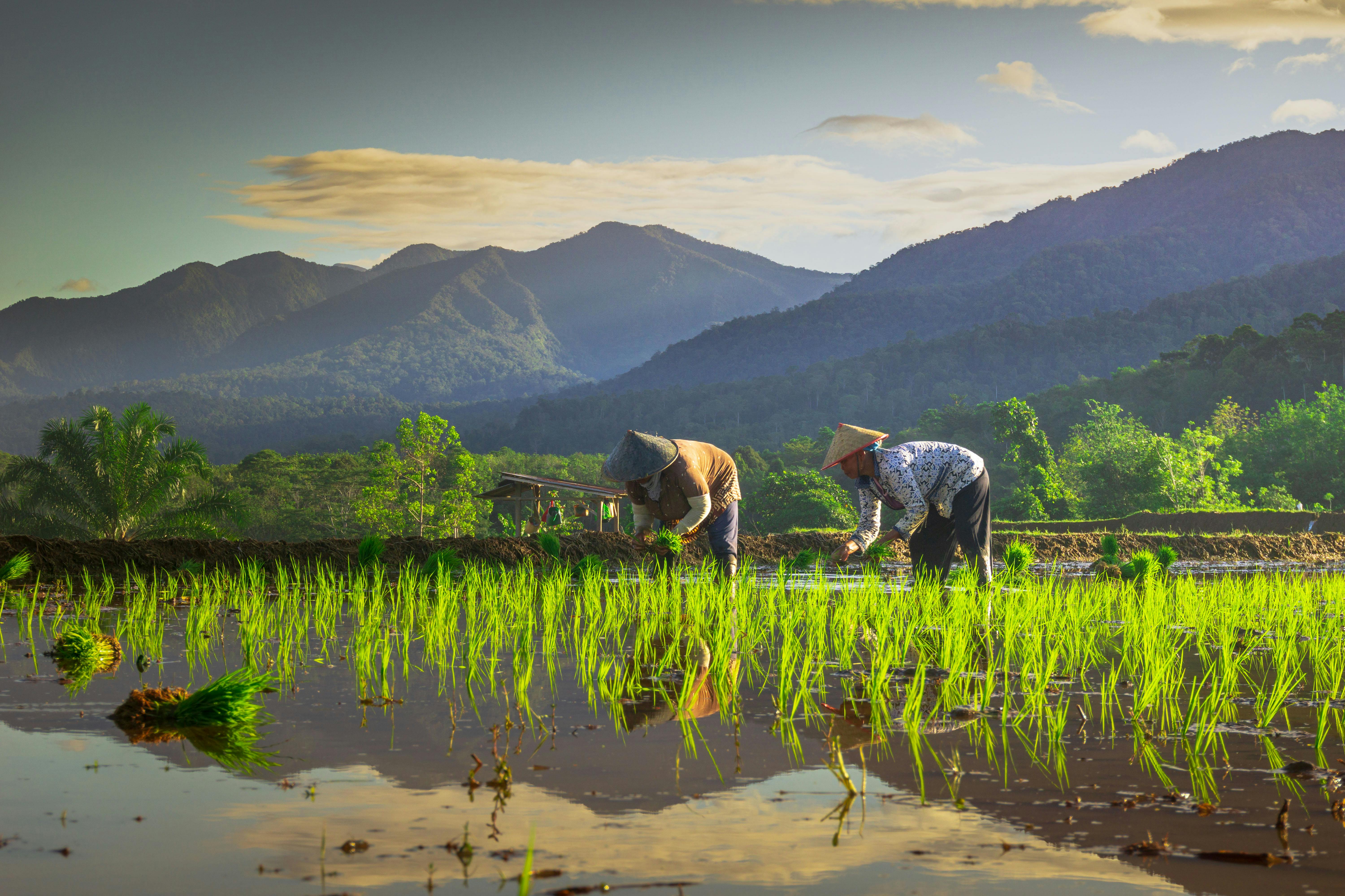 Indonesian women in the rice fields